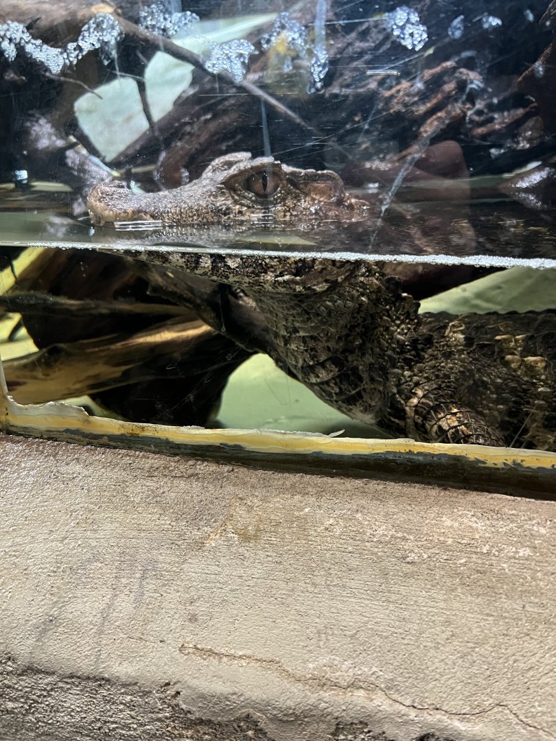 Cuvier’s Dwarf Caiman