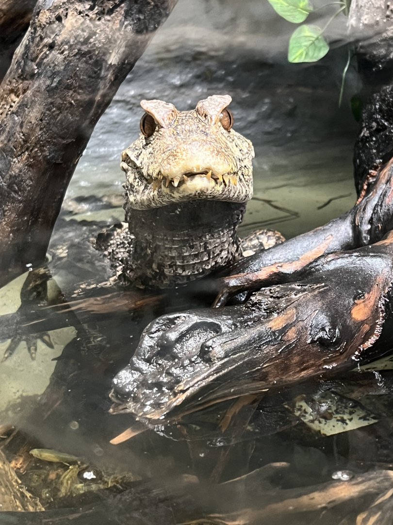 Cuvier’s Dwarf Caiman