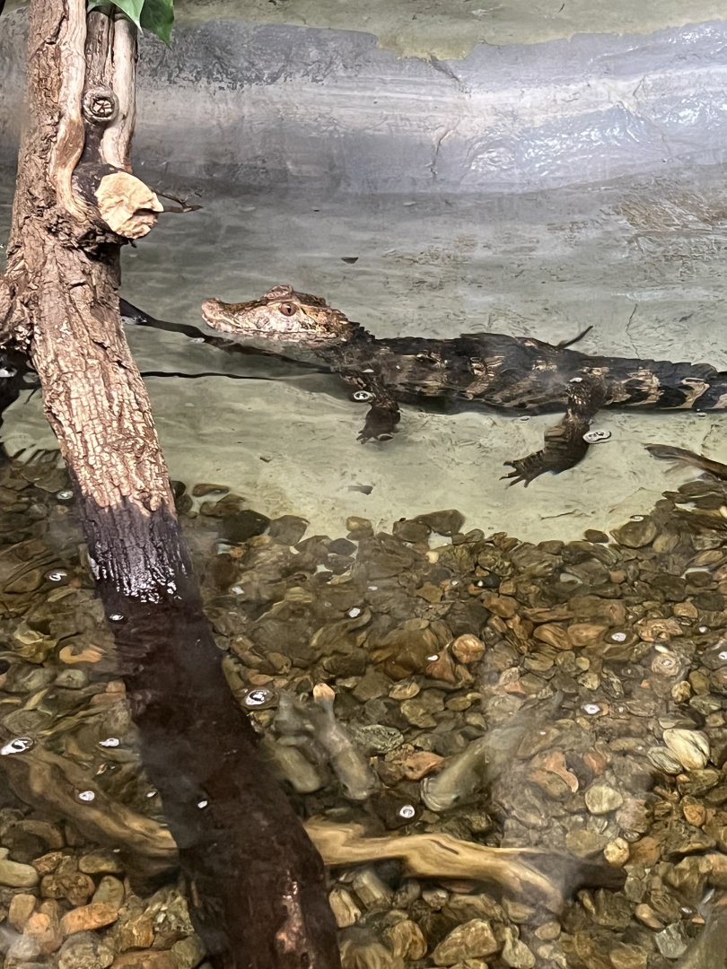 Cuvier’s Dwarf Caiman