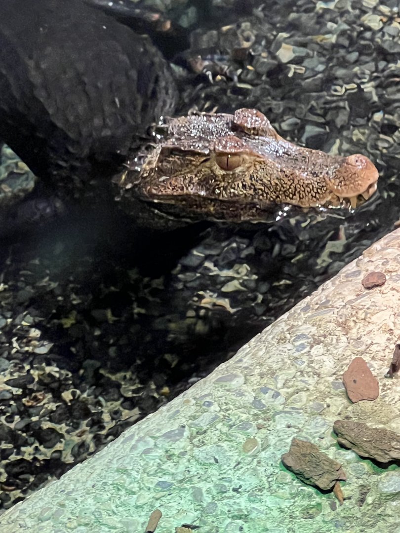 Cuvier’s Dwarf Caiman