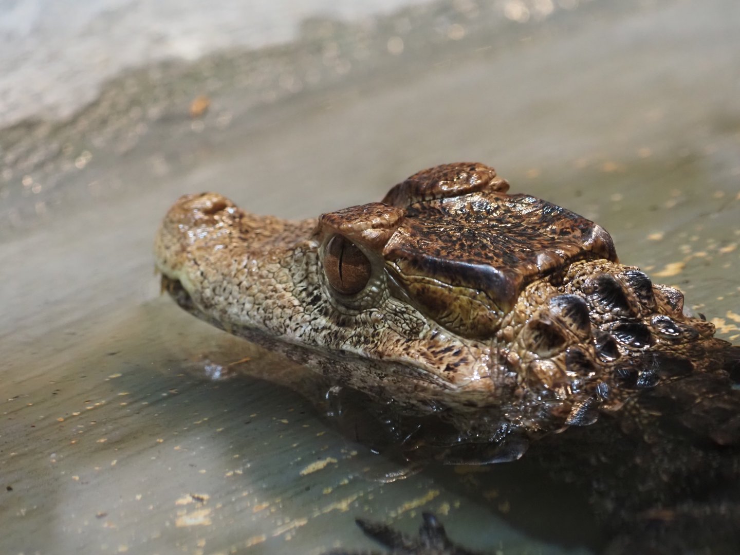 Cuvier's Dwarf Caiman