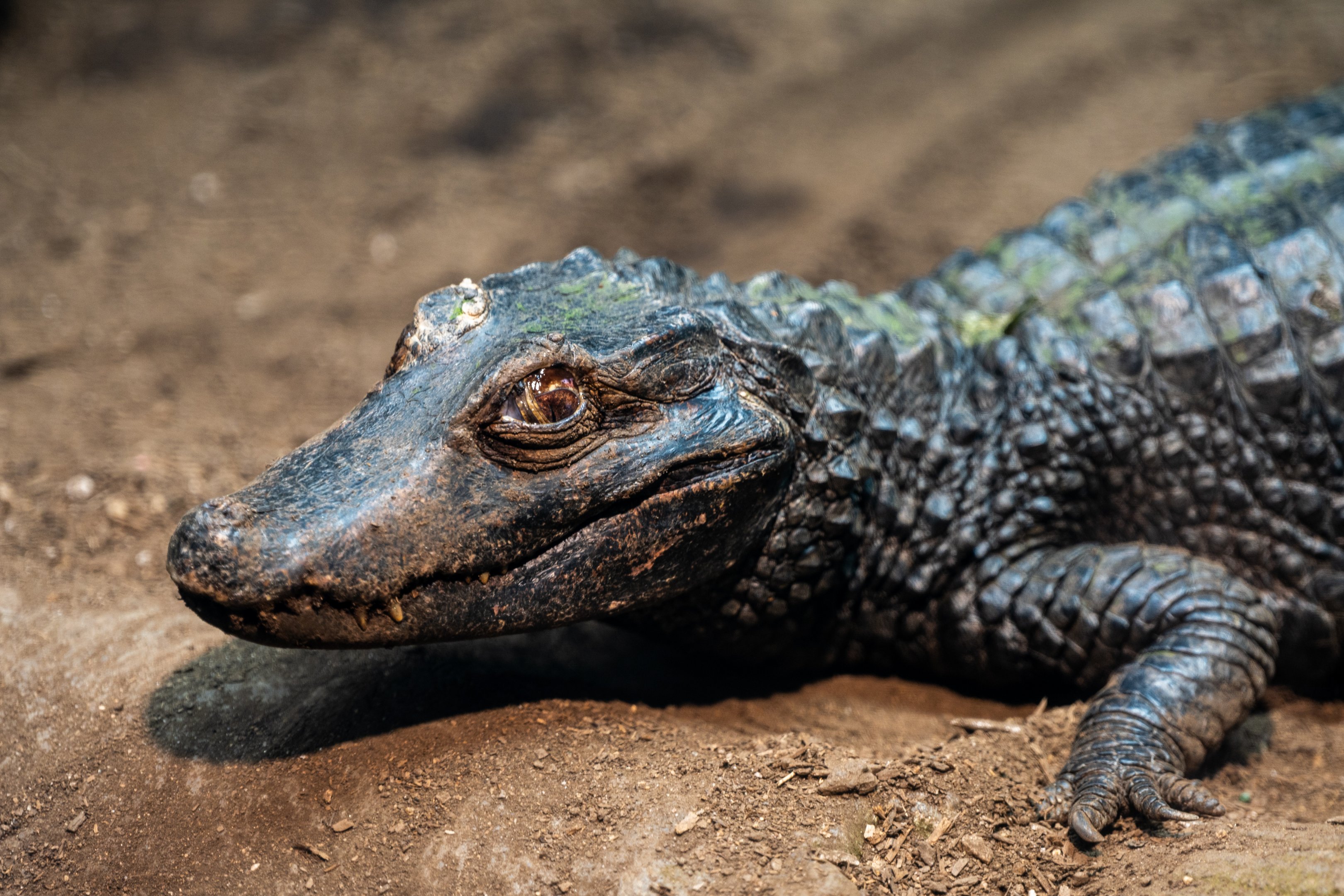 Cuvier’s Dwarf Caiman