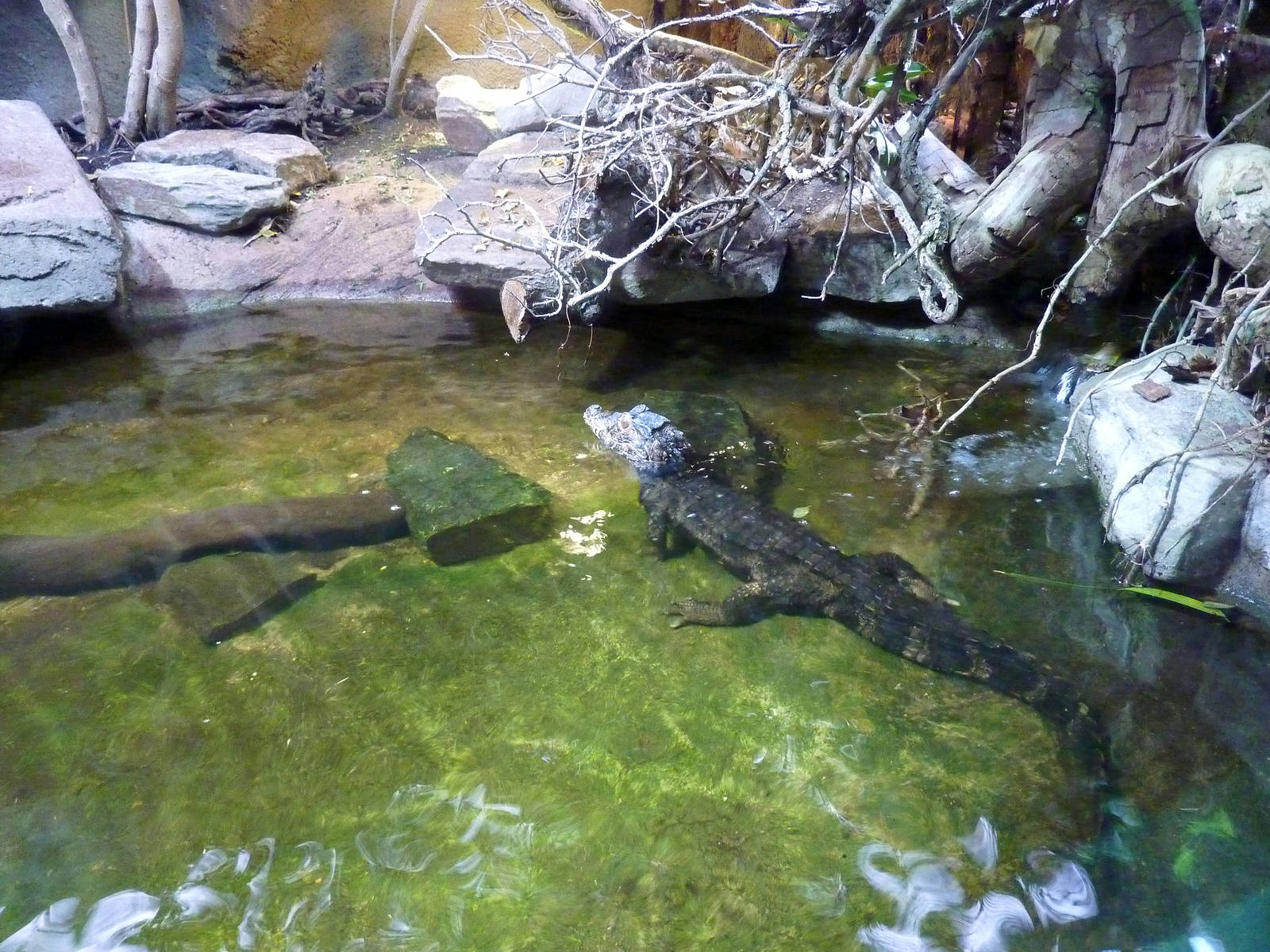 Cuvier's Dwarf caiman