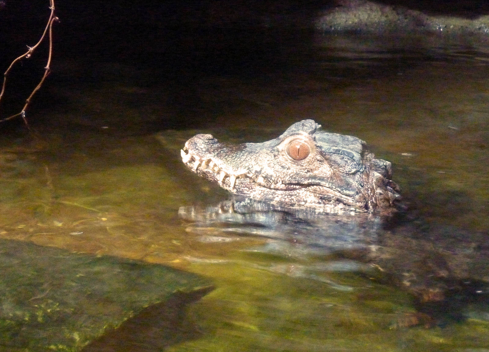 Cuvier's Dwarf caiman