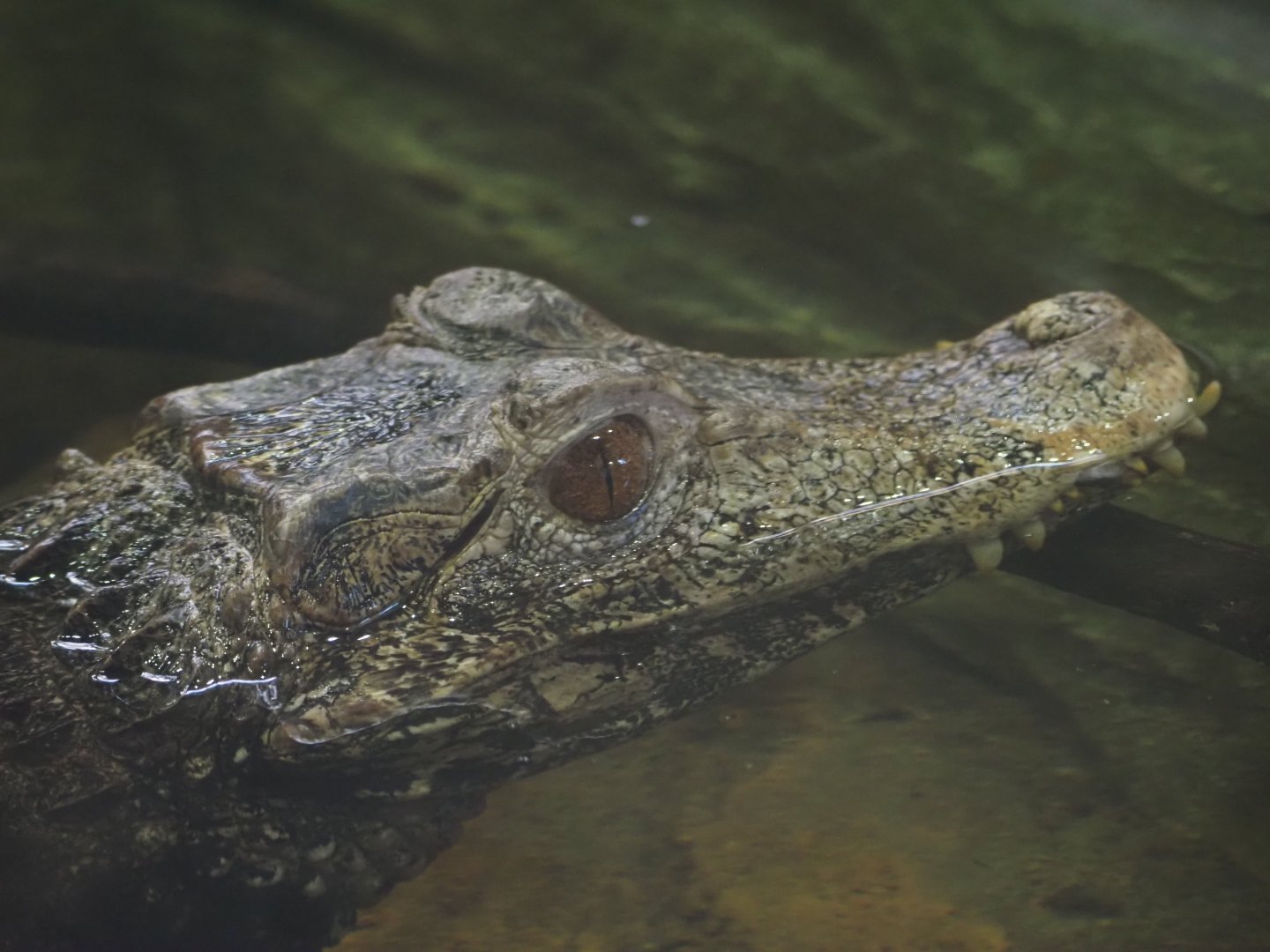 Cuvier's Dwarf Caiman