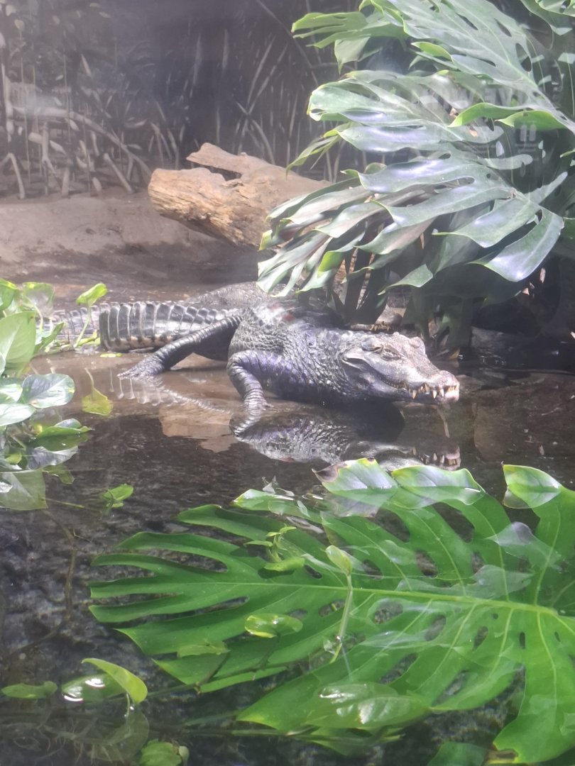 Cuvier’s Dwarf Caiman