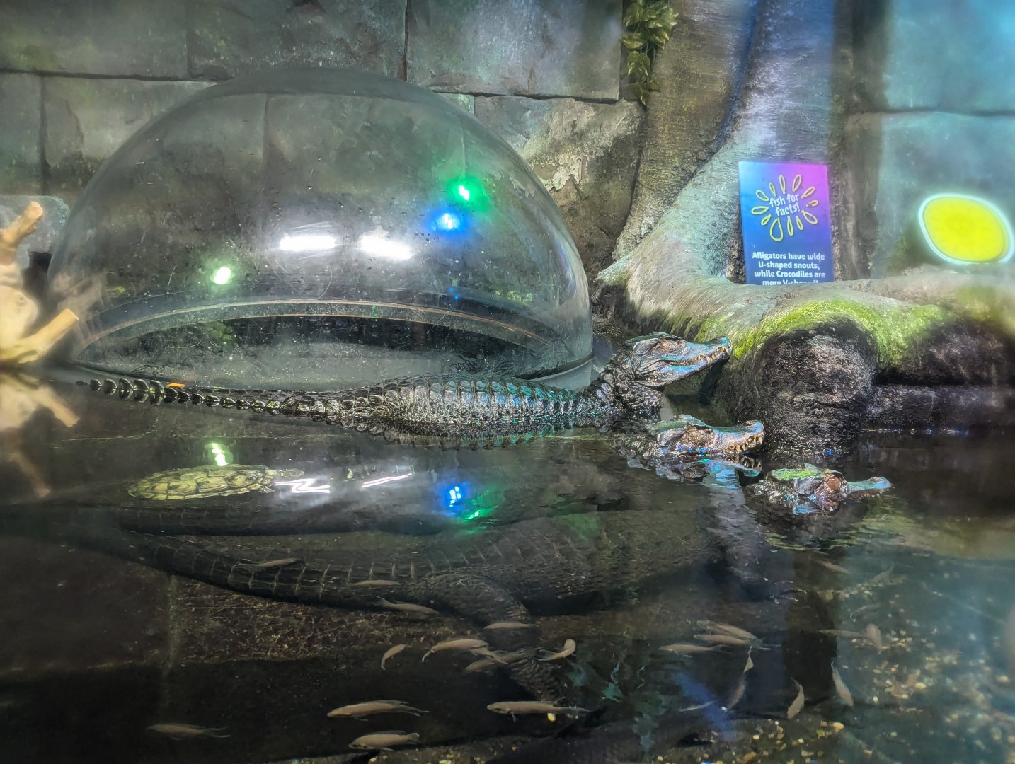 Cuvier's Dwarf Caimans and Viewing Bubble