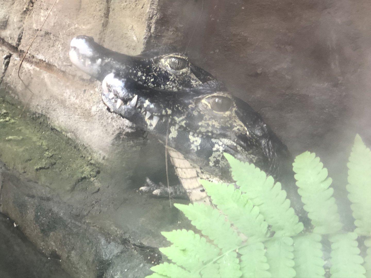 Cuvier's Dwarf Caimans at Tropical World (March 2019)