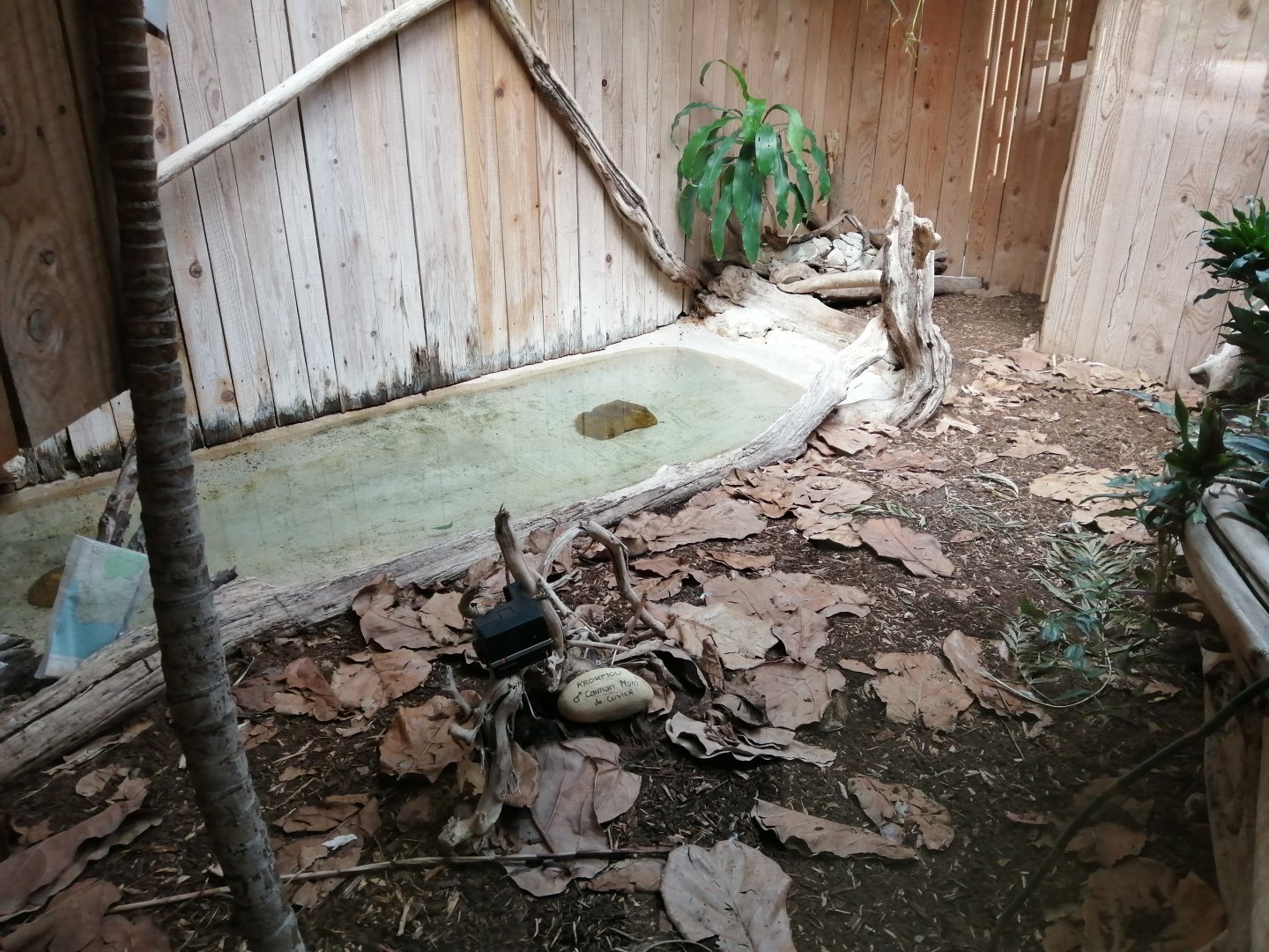Cuvier's Dwarf Caimans exhibit