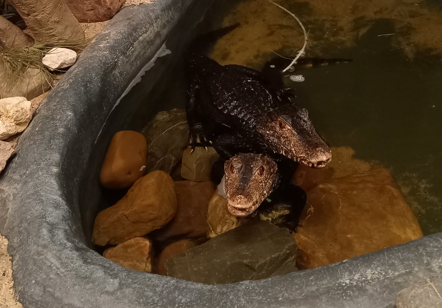 Cuvier's dwarf caimans ( or is it caimen ? )