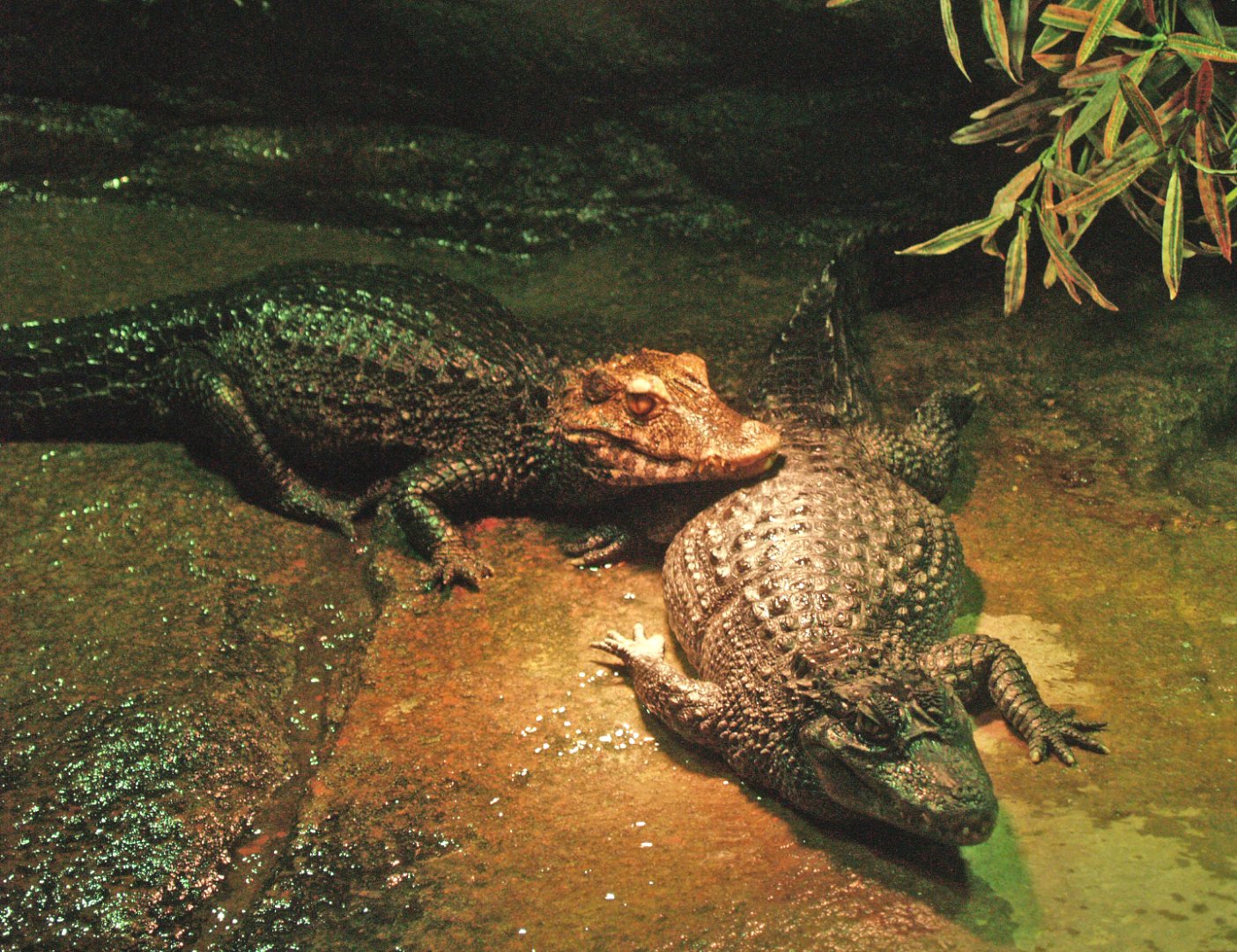 Cuvier's dwarf caimans (Paleosuchus palpebrosus), 2009-04-14