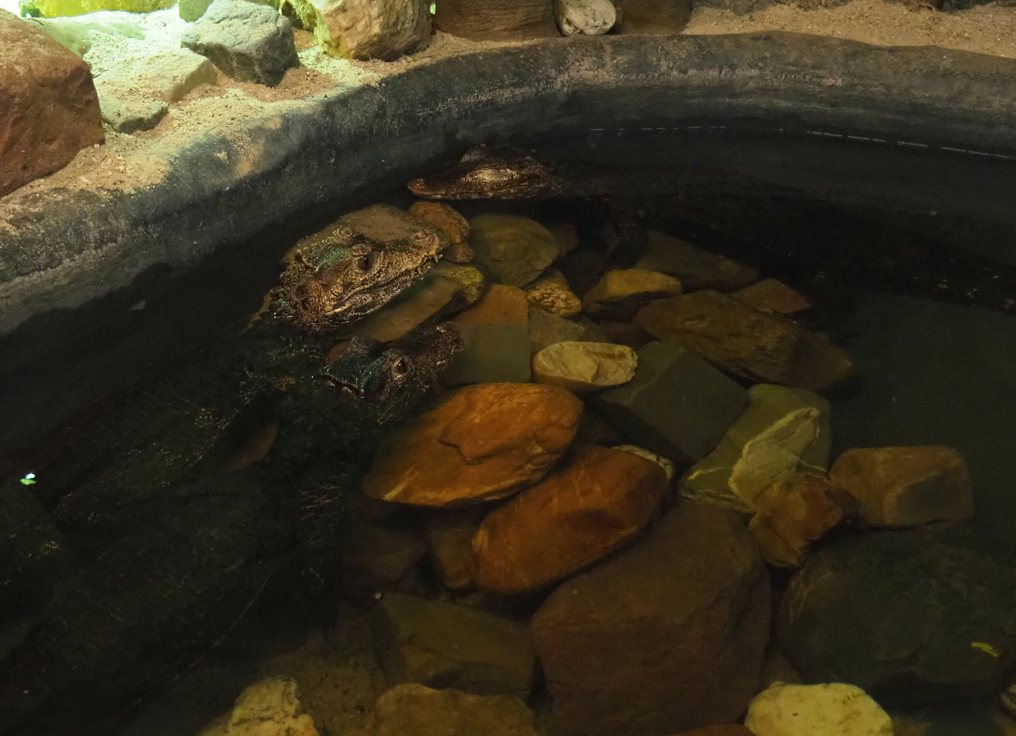 Cuvier's dwarf caimans (Paleosuchus palpebrosus), 2022-05-17