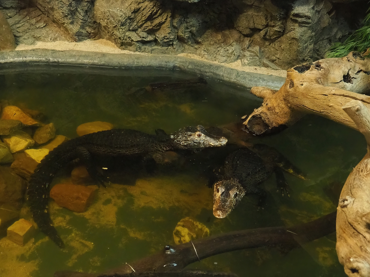 Cuvier's dwarf caimans (Paleosuchus palpebrosus), 2023-05-31