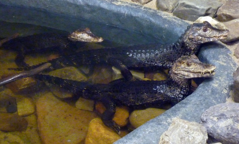 Cuvier's dwarf caimans (Paleosuchus palpebrosus)