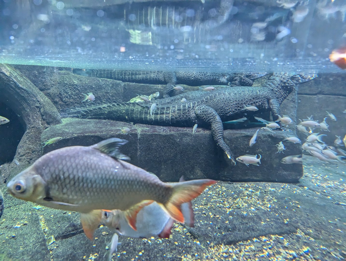 Cuvier's Dwarf Caimans Underwater