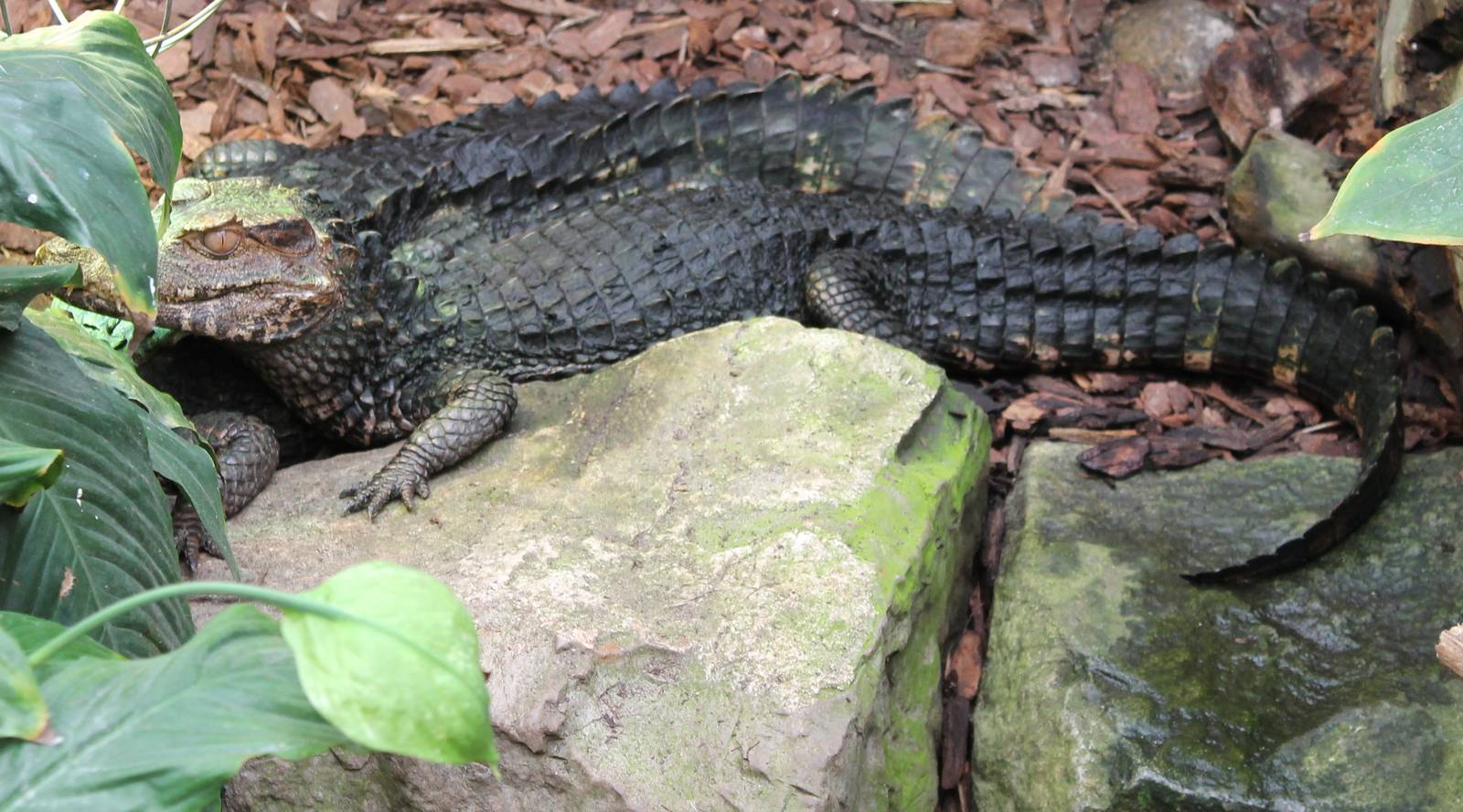 Cuvier's dwarf caimans