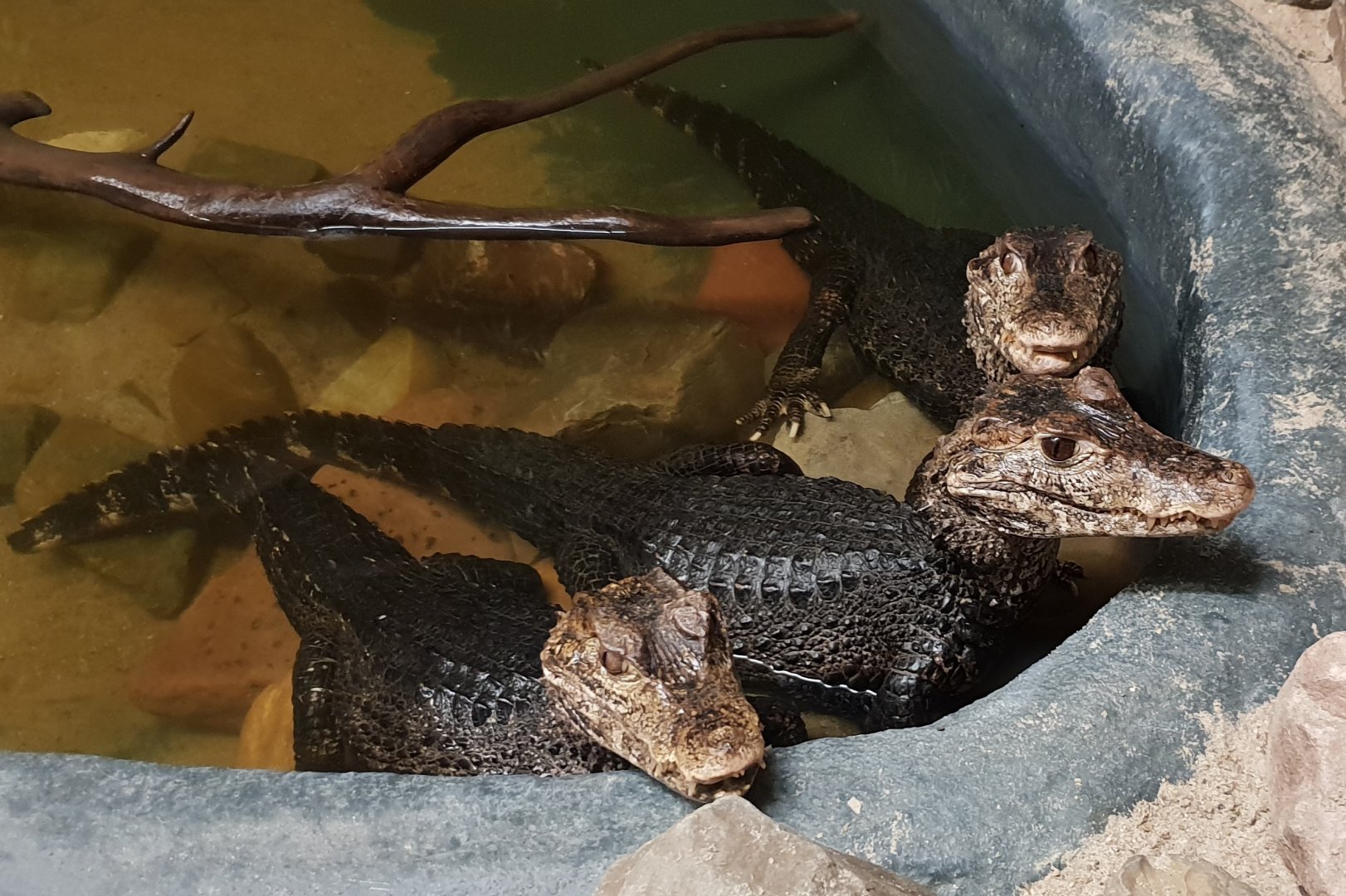 Cuvier's dwarf caimans