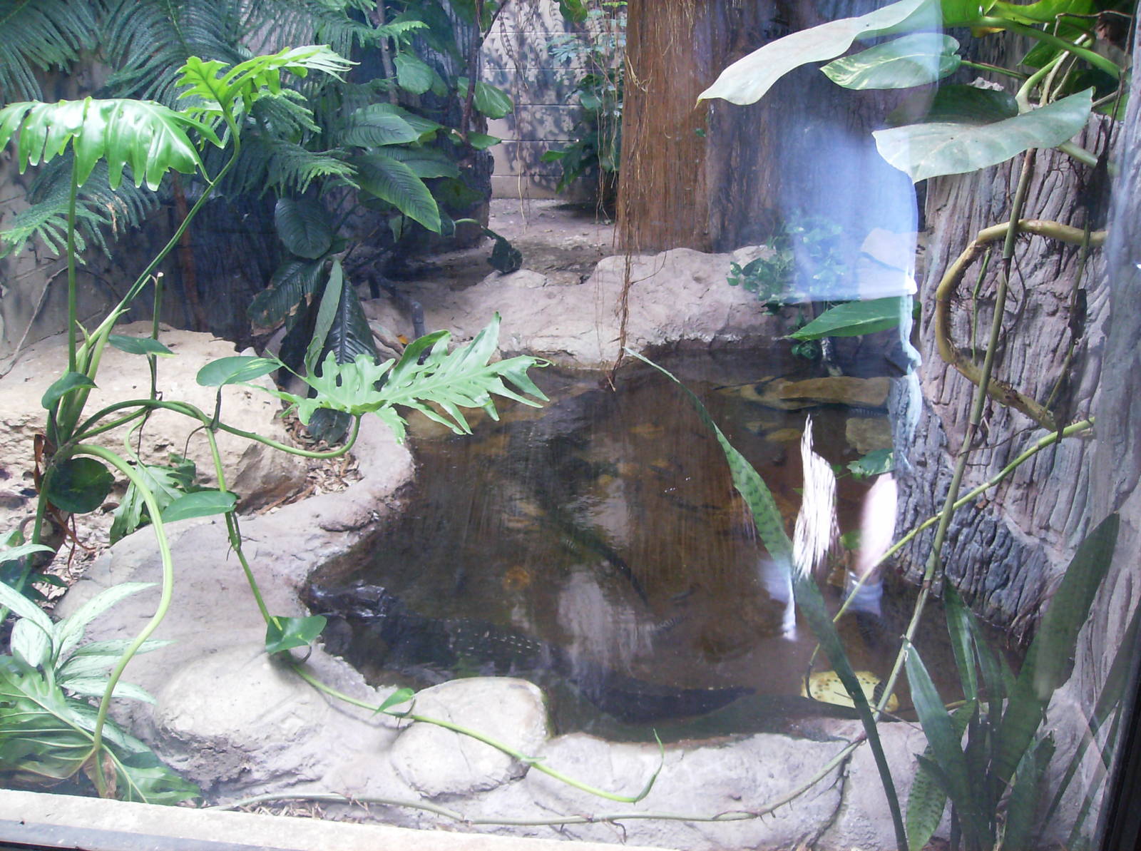 Cuvier's Dwarf Caimans