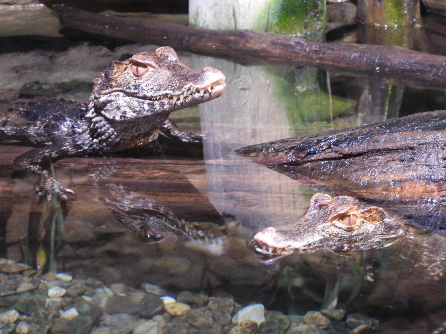 Cuvier's dwarf caimans