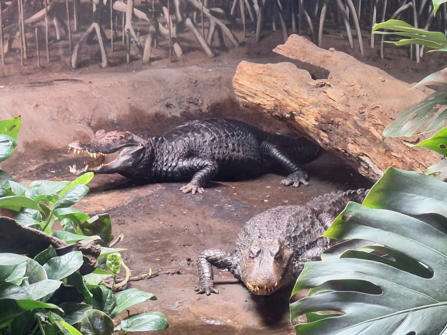 Cuvier's Dwarf Caimans