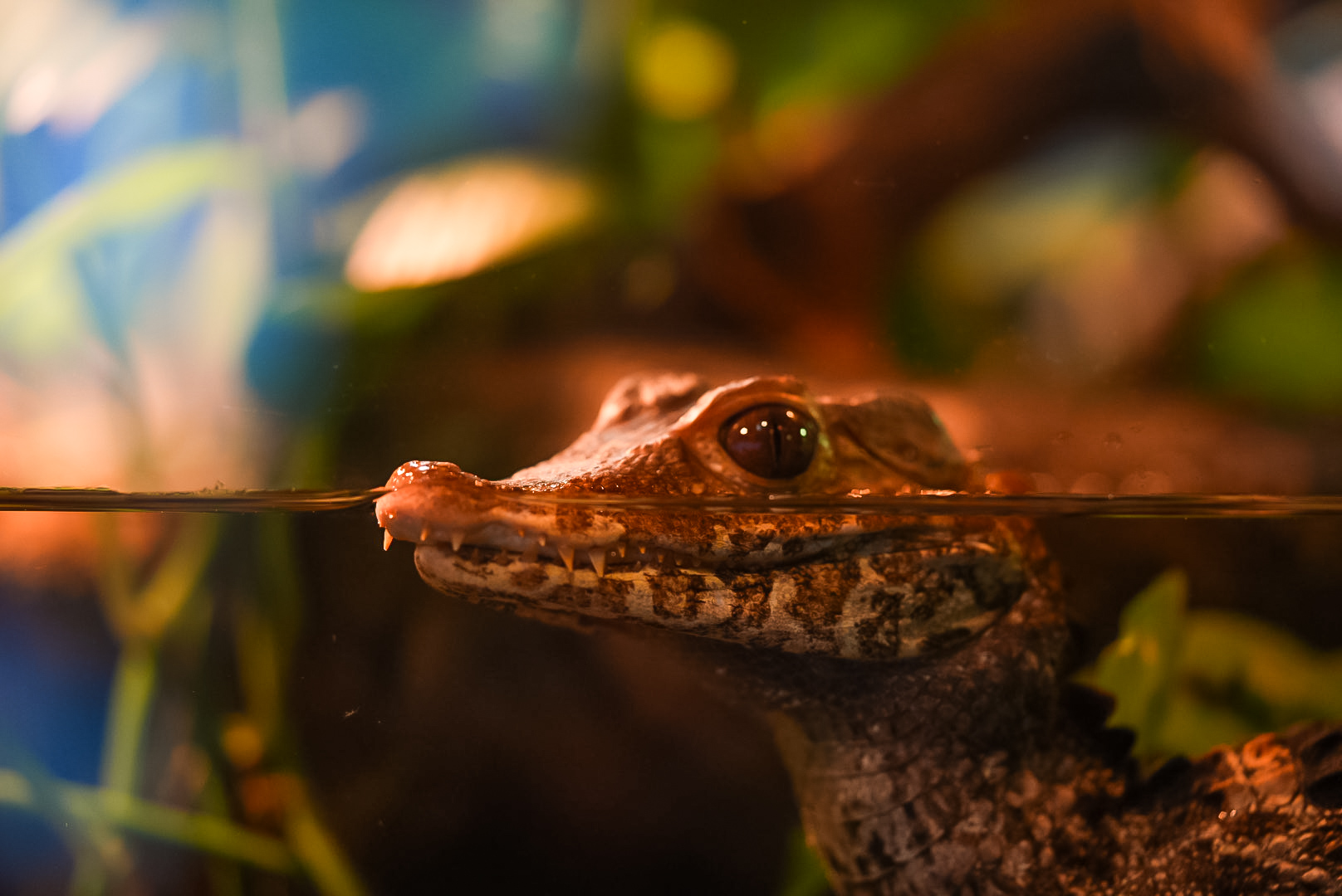 Cuvier's Dwarf Caimen