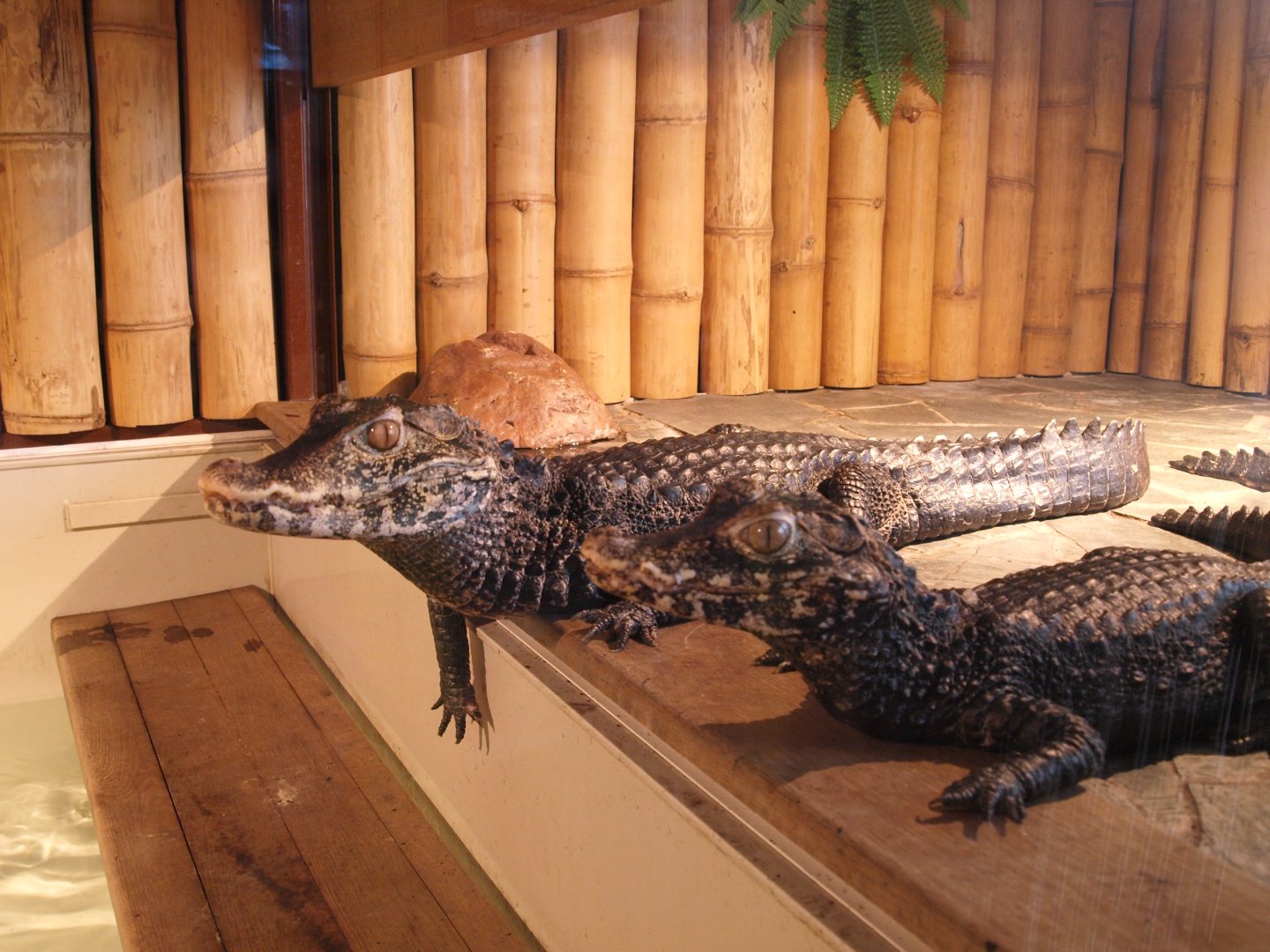 Cuvier's dwarf cayman