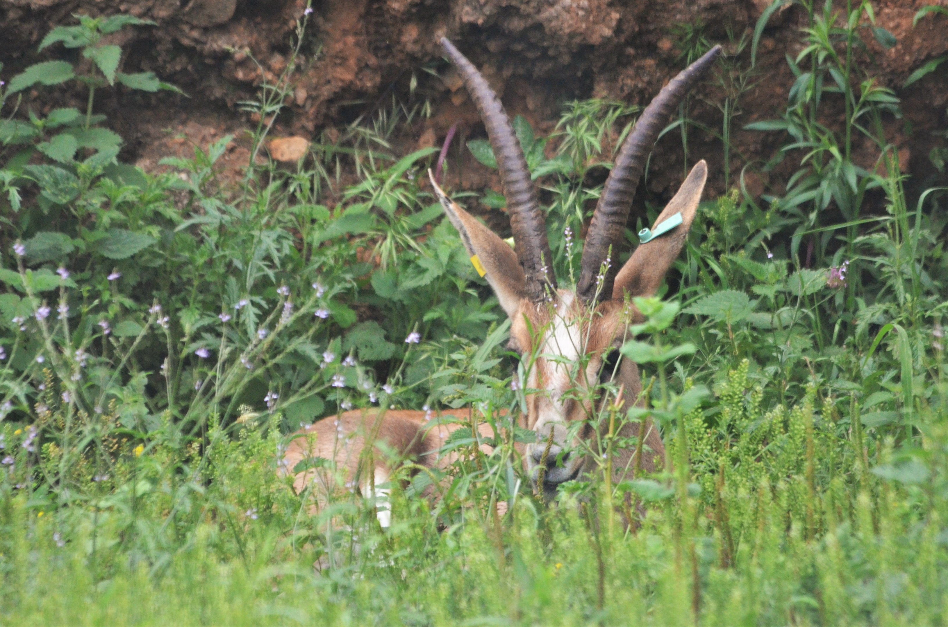 Cuvier's Gazelle at Cabarceno, 08/07/17
