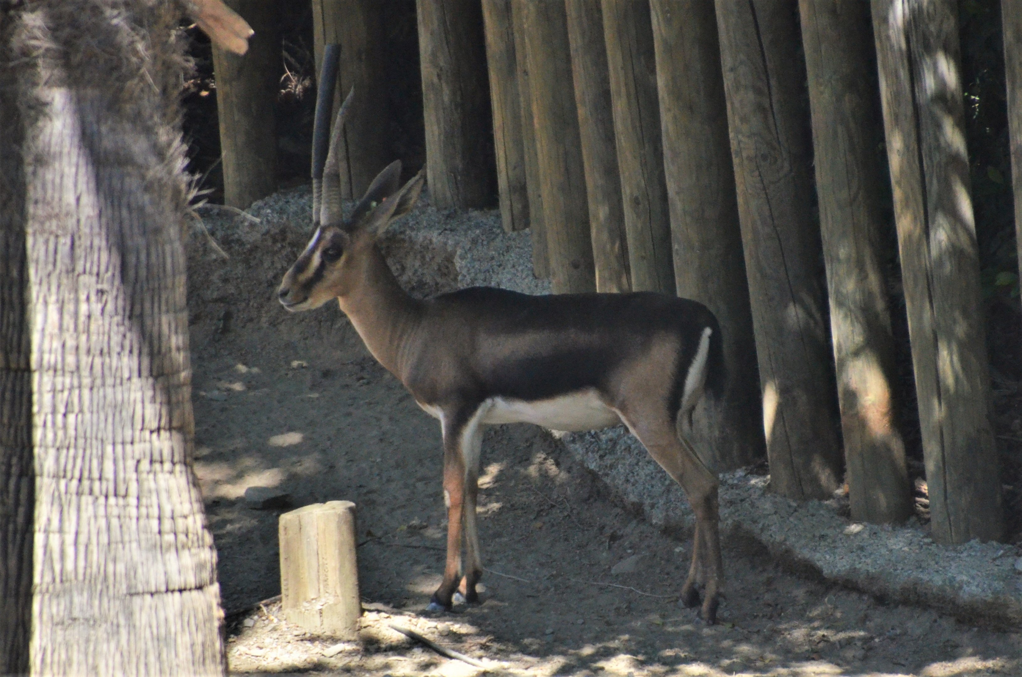 Cuvier's Gazelle at Selwo Aventura, 13/03/19