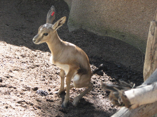 Cuvier's Gazelle calf