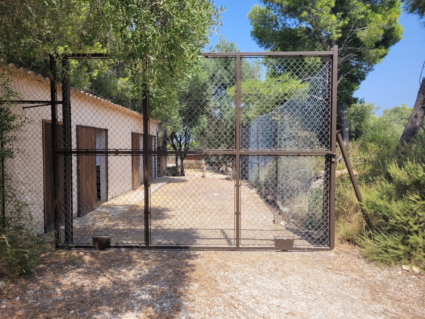 Cuvier's gazelle exhibit -Réserve Africaine de Sigean (2022)
