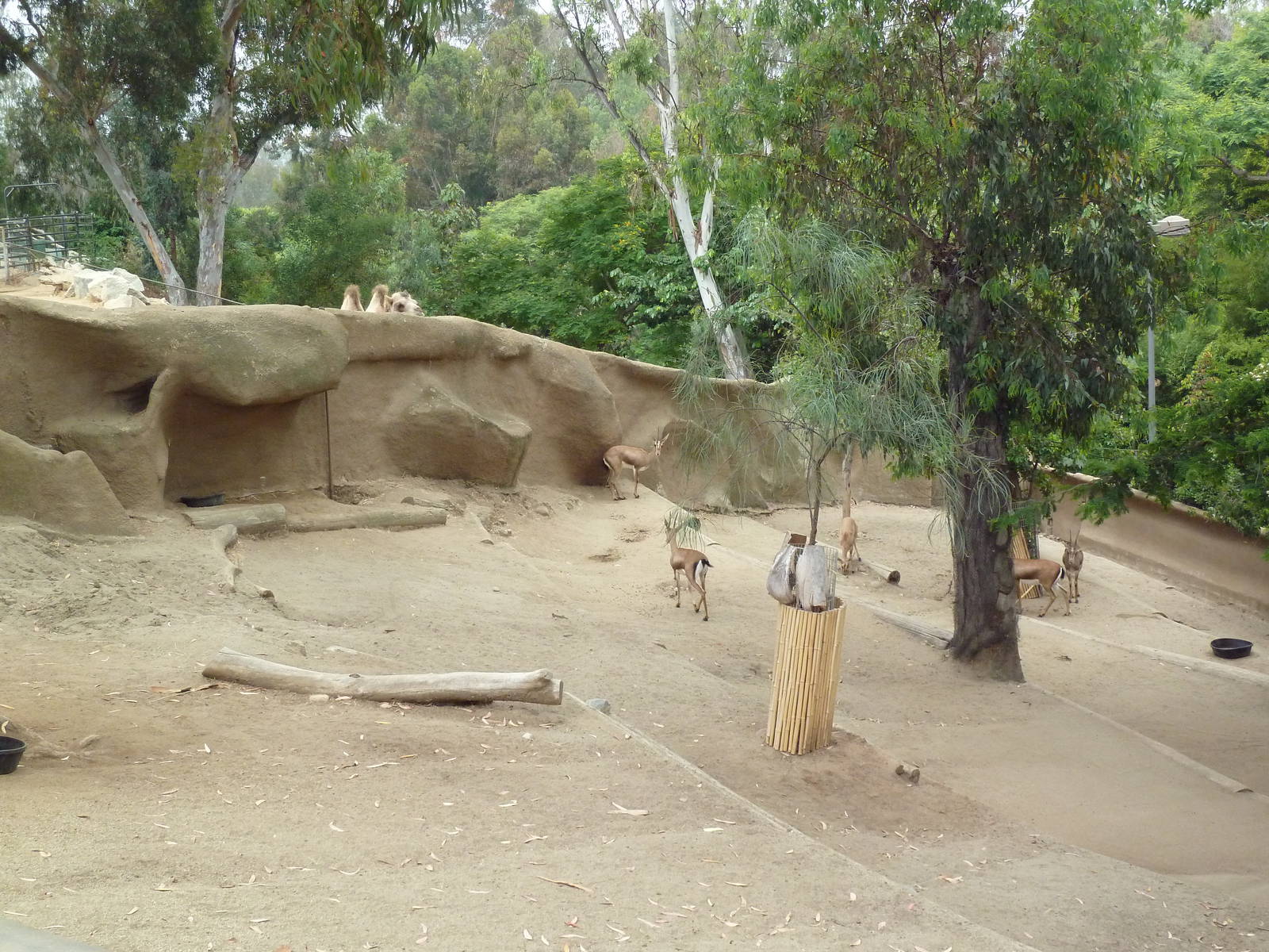 Cuvier's Gazelle Exhibit