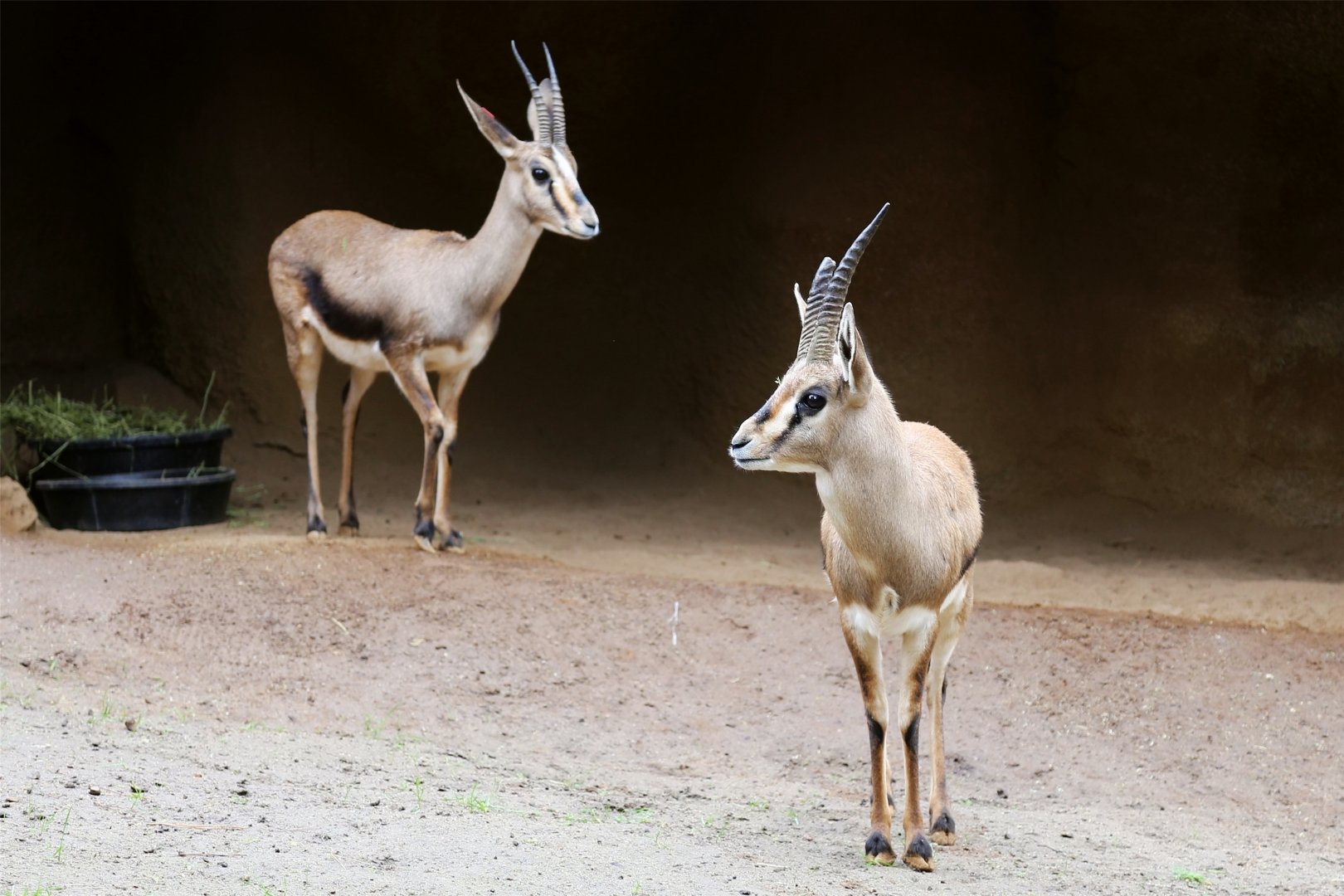 Cuvier's Gazelle (Gazella cuvieri) , December 2015
