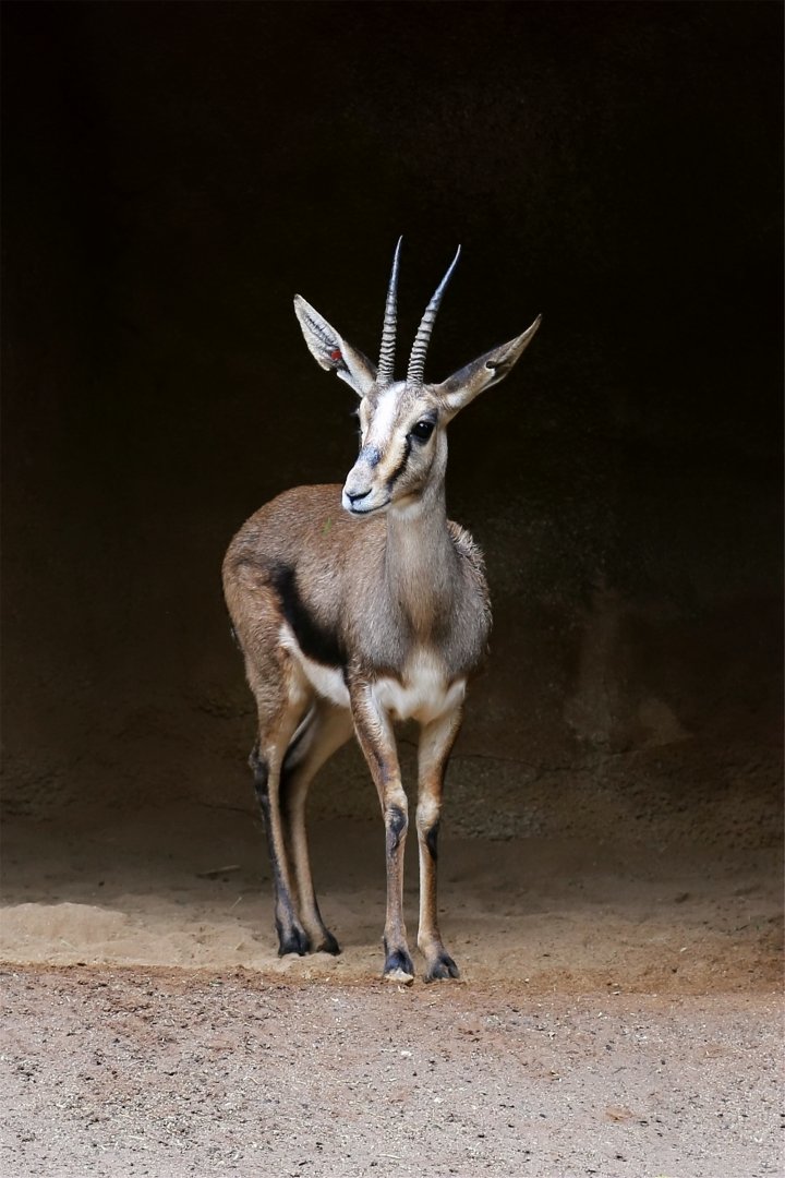 Cuvier's Gazelle (Gazella cuvieri)