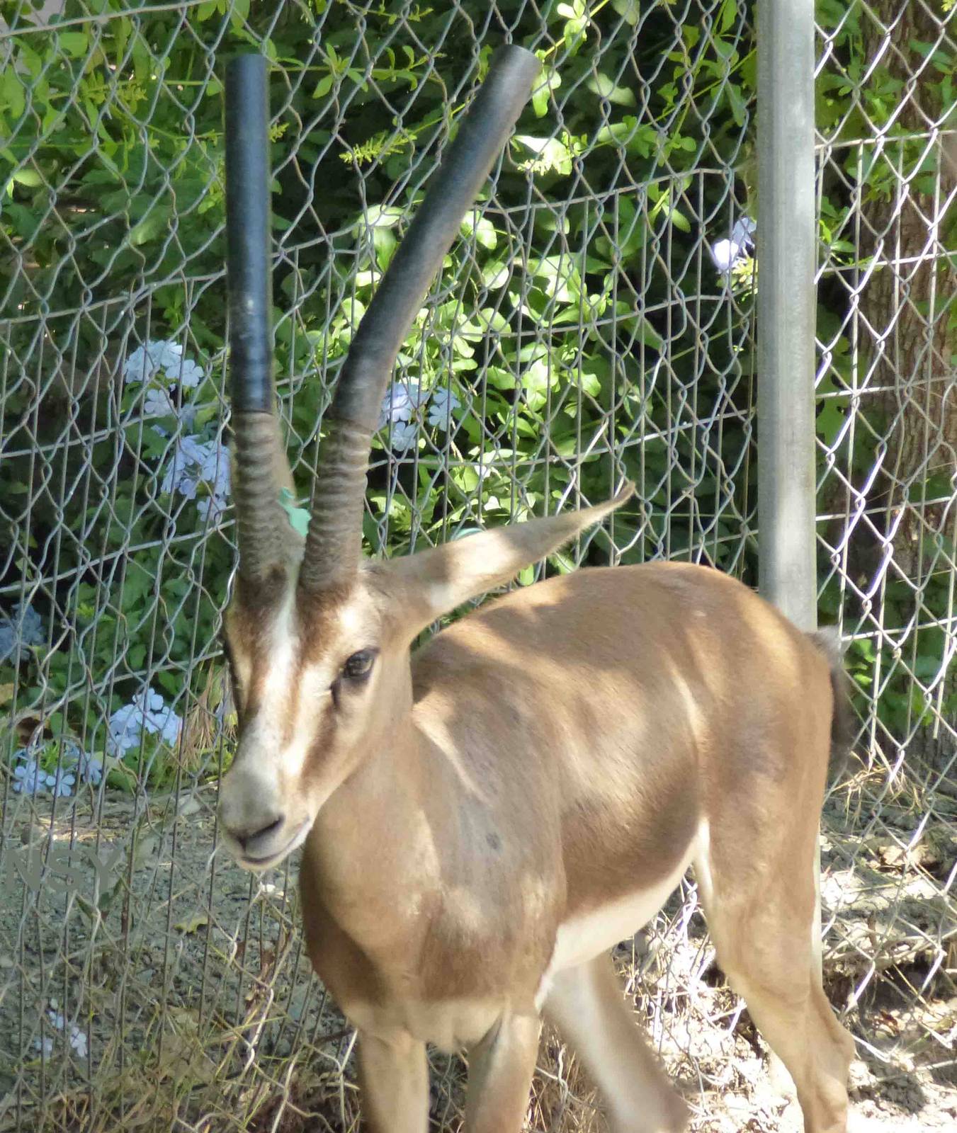 Cuvier's gazelle, July 2013.