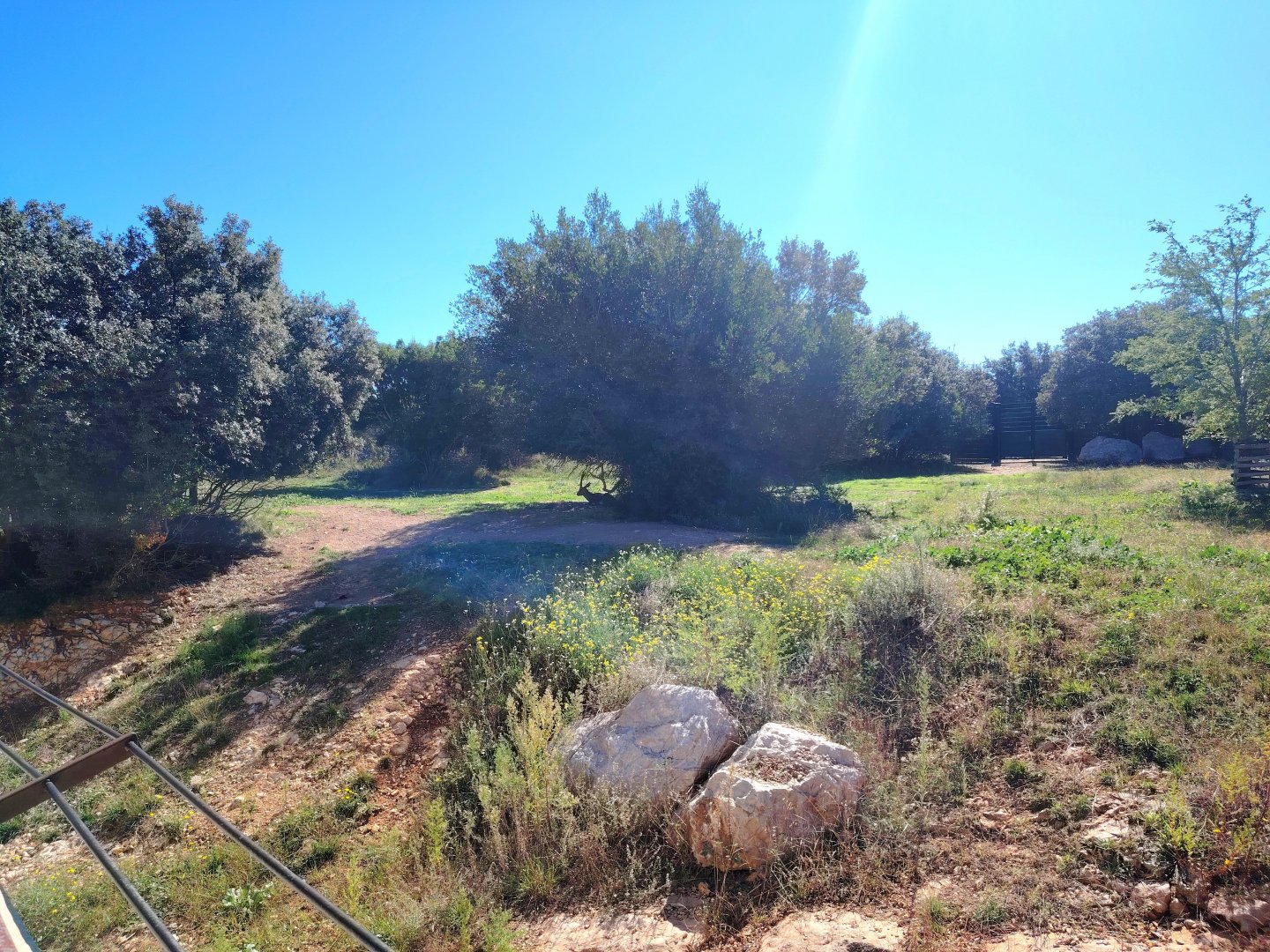 Cuvier's Gazelle & Ostrich Exhibit