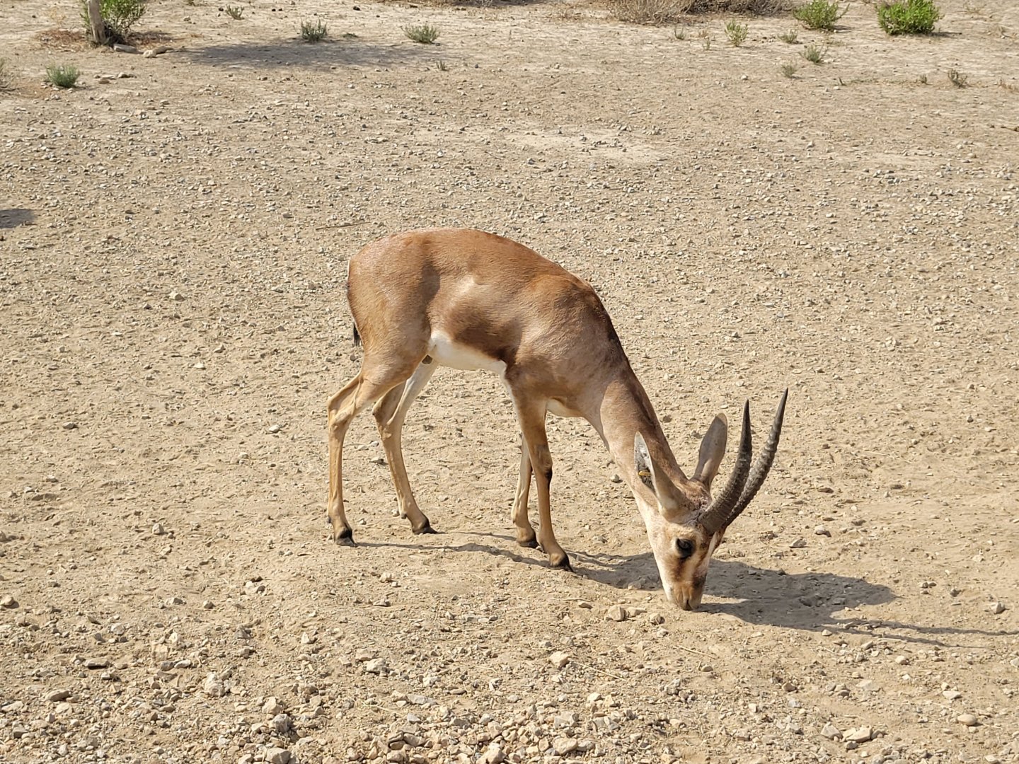 Cuvier's gazelle -Réserve Africaine de Sigean (2022)
