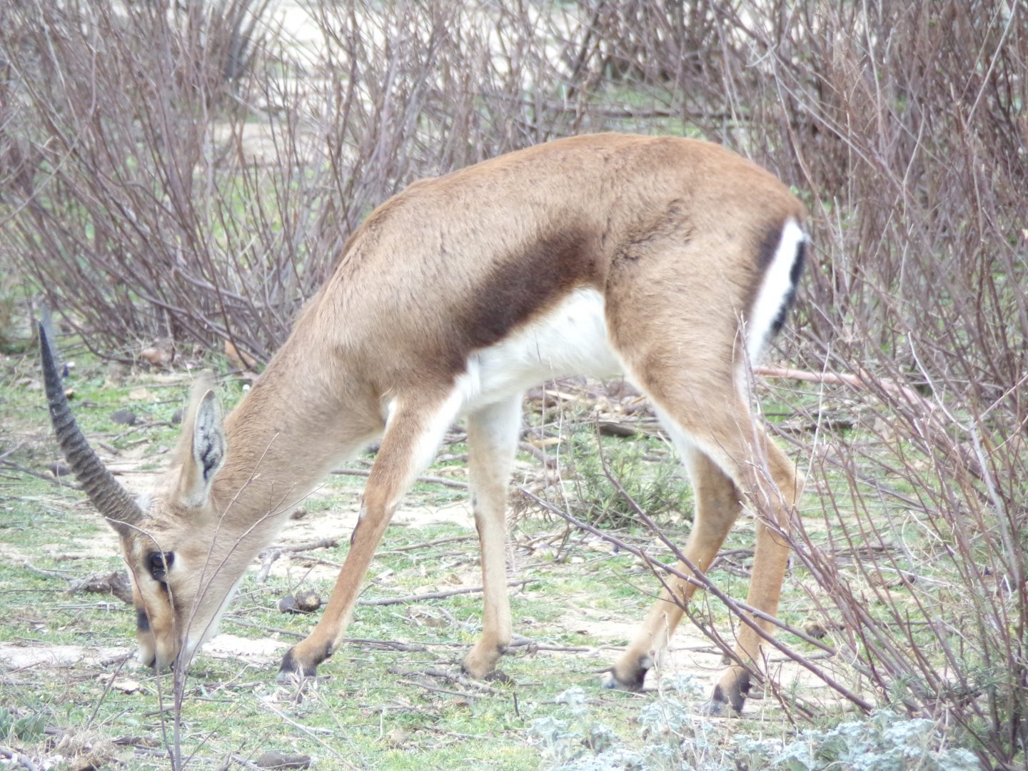 Cuvier's Gazelle - Réserve Africaine de Sigean (2024)