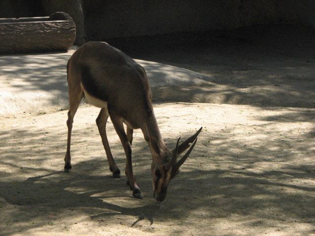 Cuvier's Gazelle