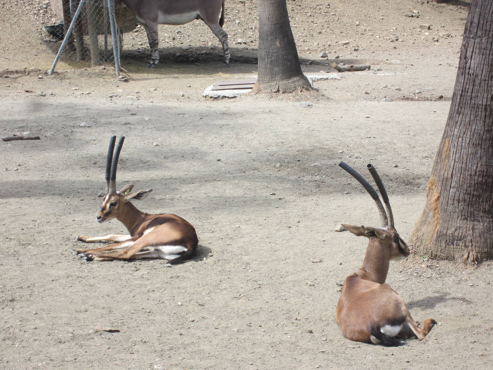 Cuvier's gazelle