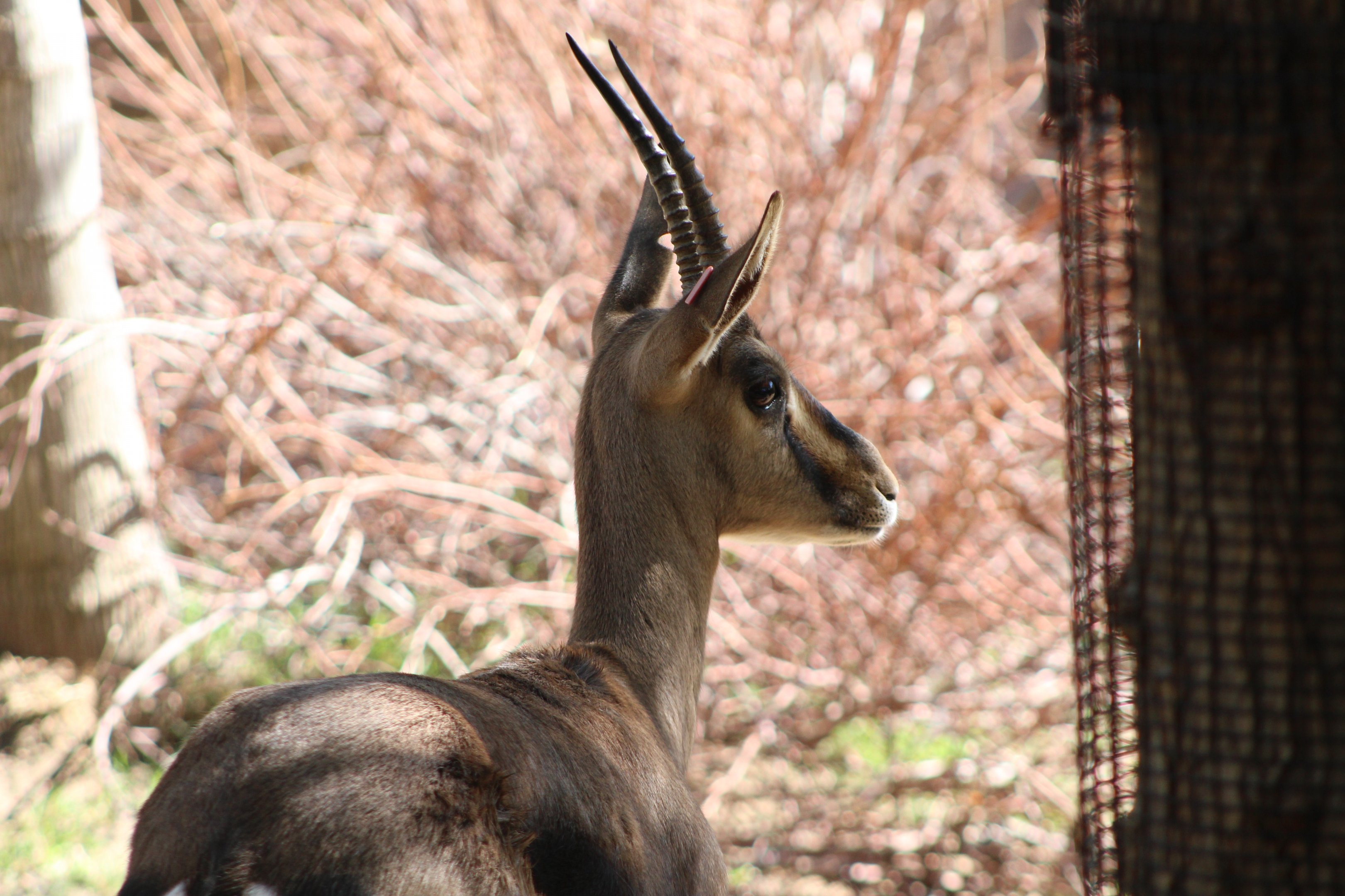 Cuvier's Gazelle