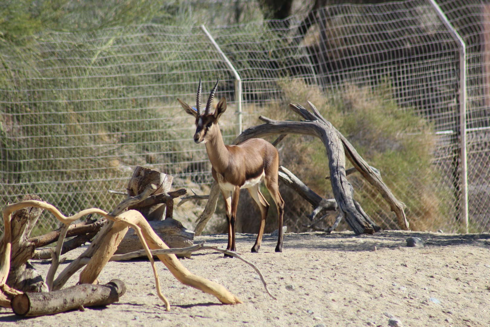 Cuvier's Gazelle