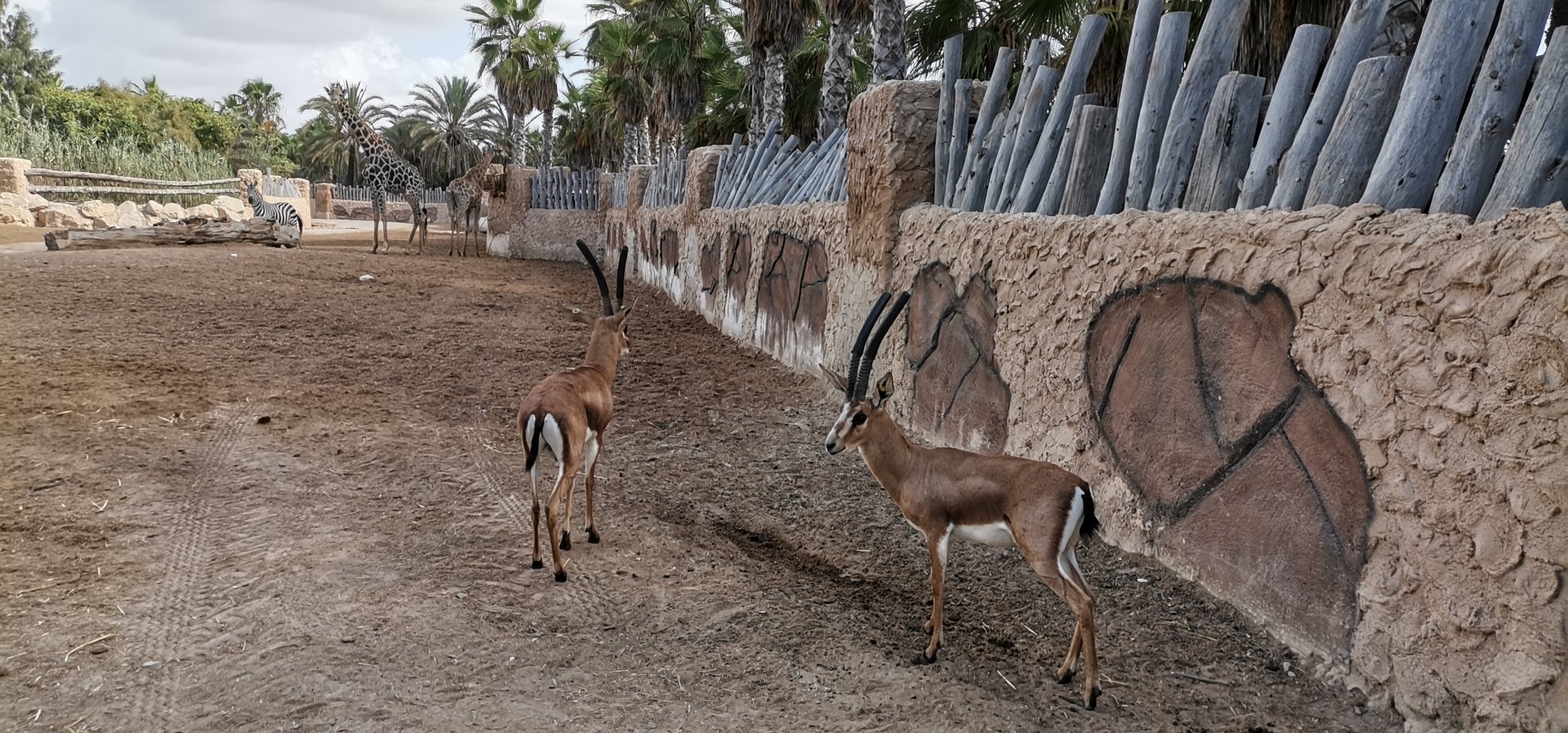Cuvier's gazelle