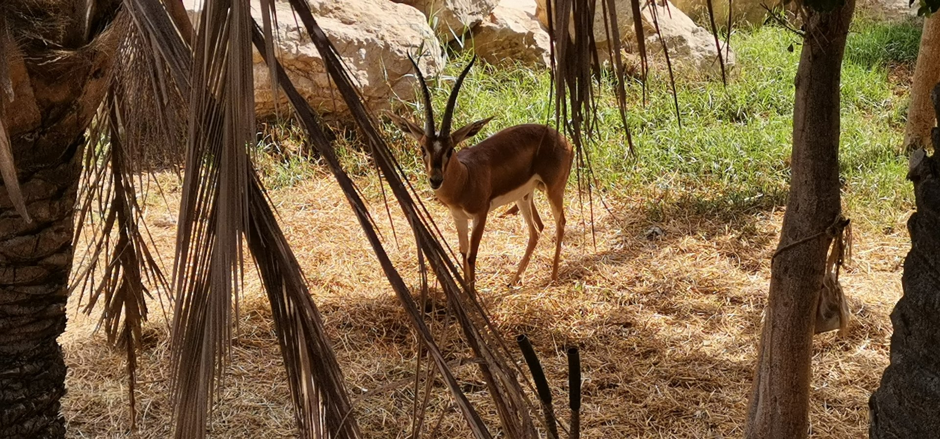 Cuvier's gazelle