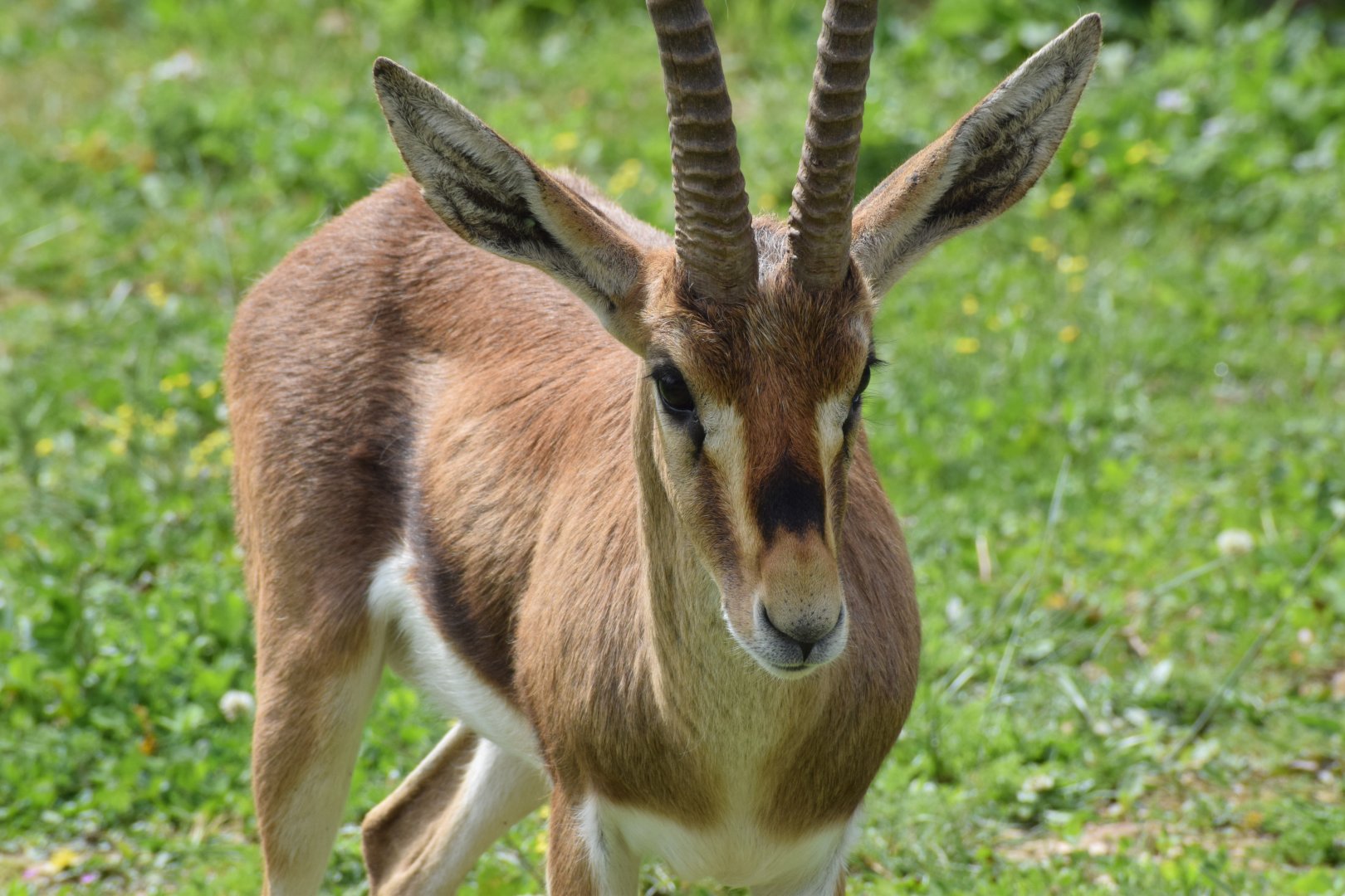 Cuvier's gazelle