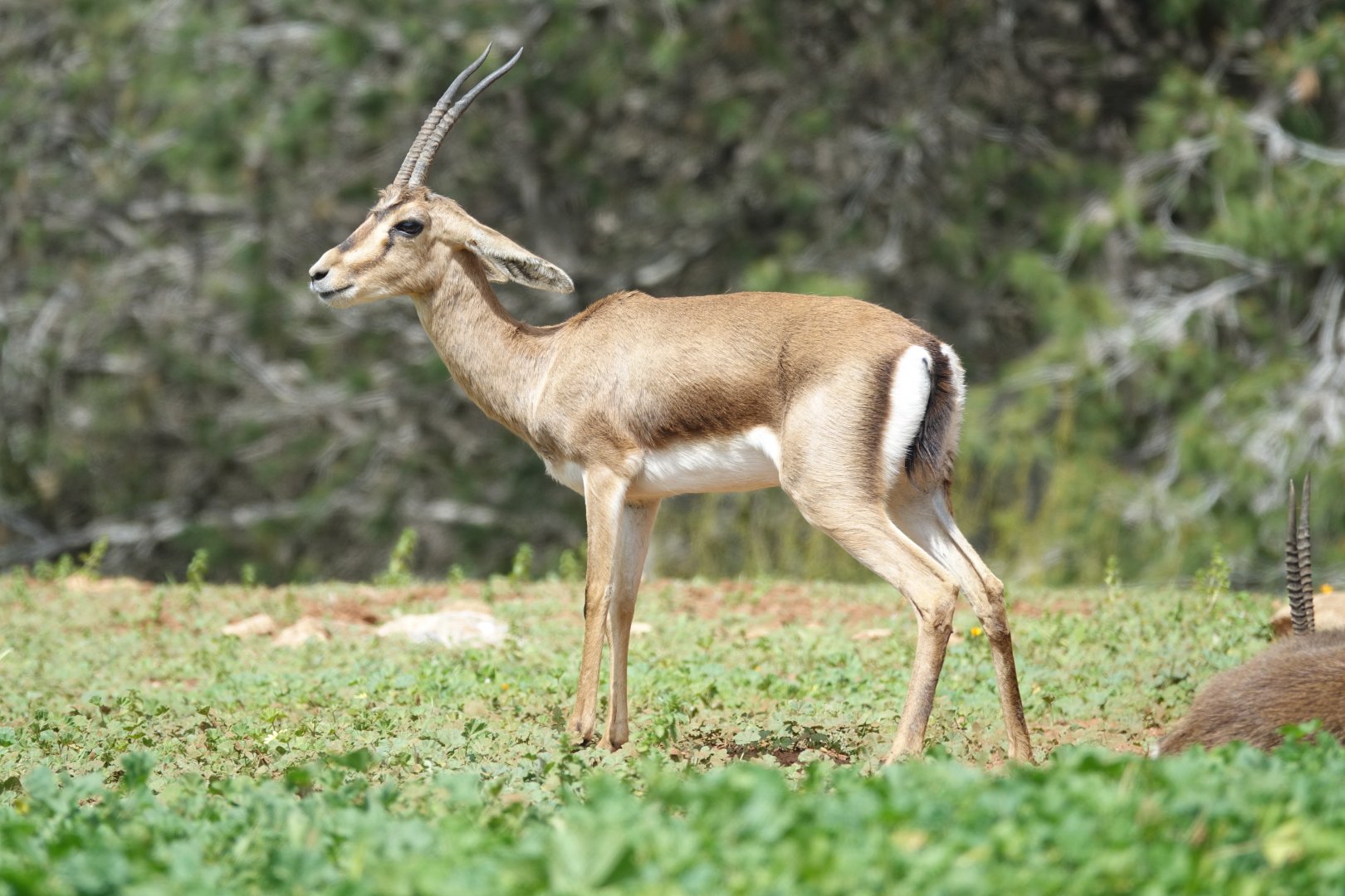 Cuvier's Gazelle