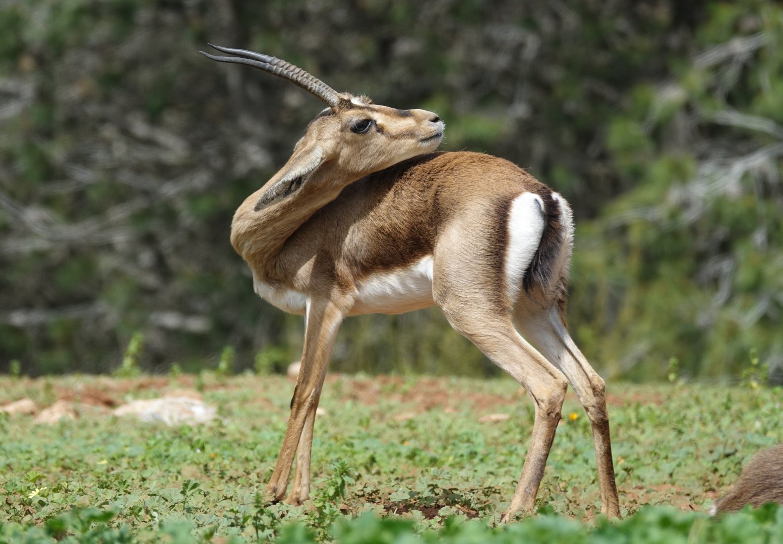 Cuvier's Gazelle