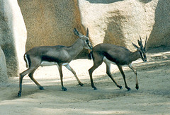 Cuviers gazelles 1995