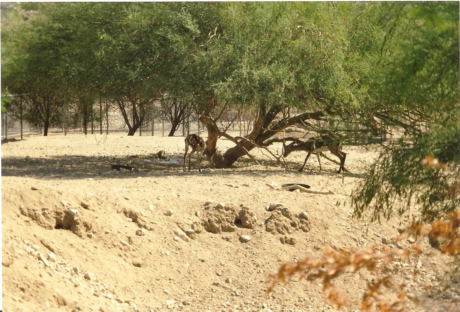 Cuvier's Gazelles at The Living Desert, 1998