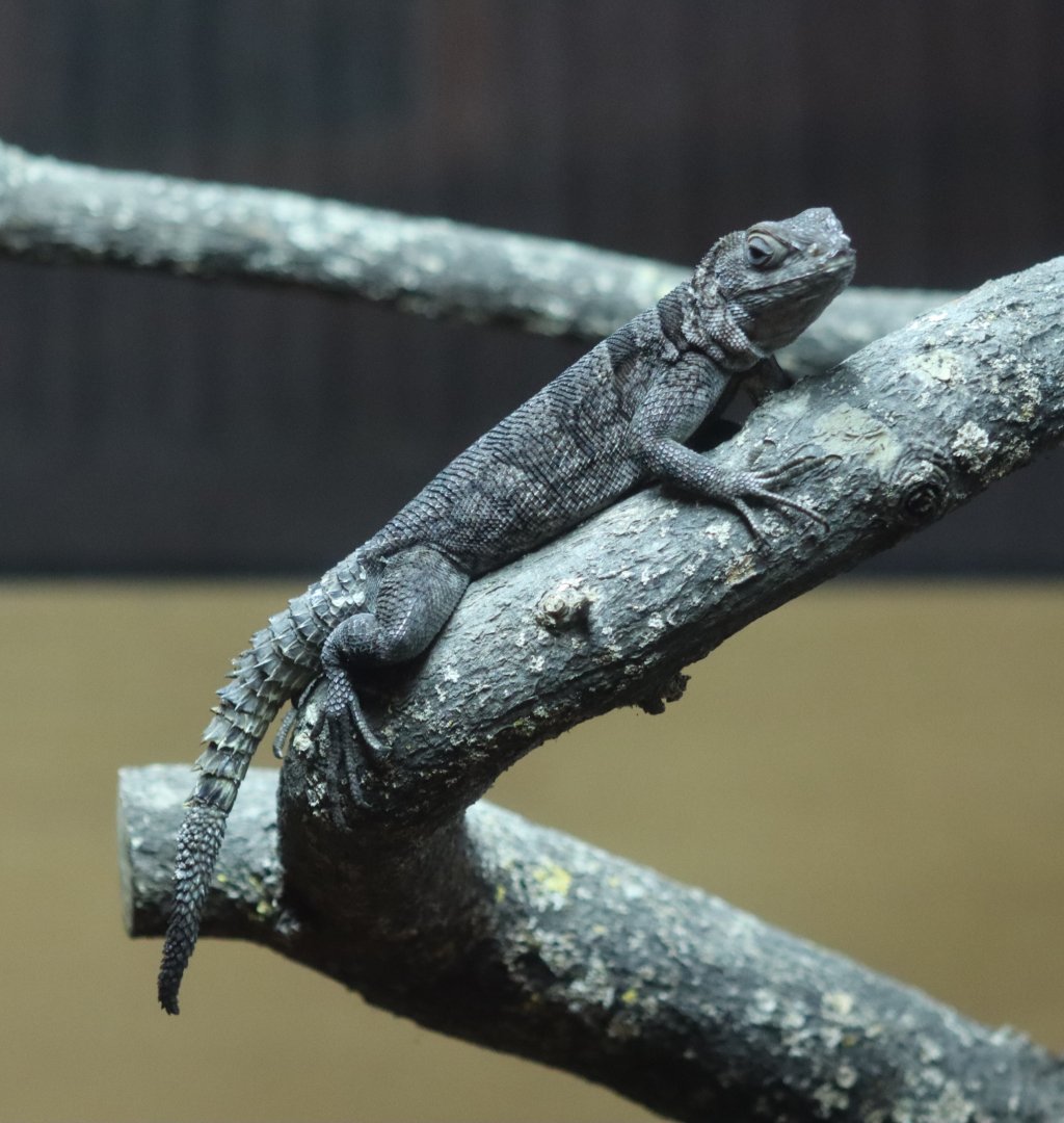 Cuvier's Madagascar swift - 1 July 2021