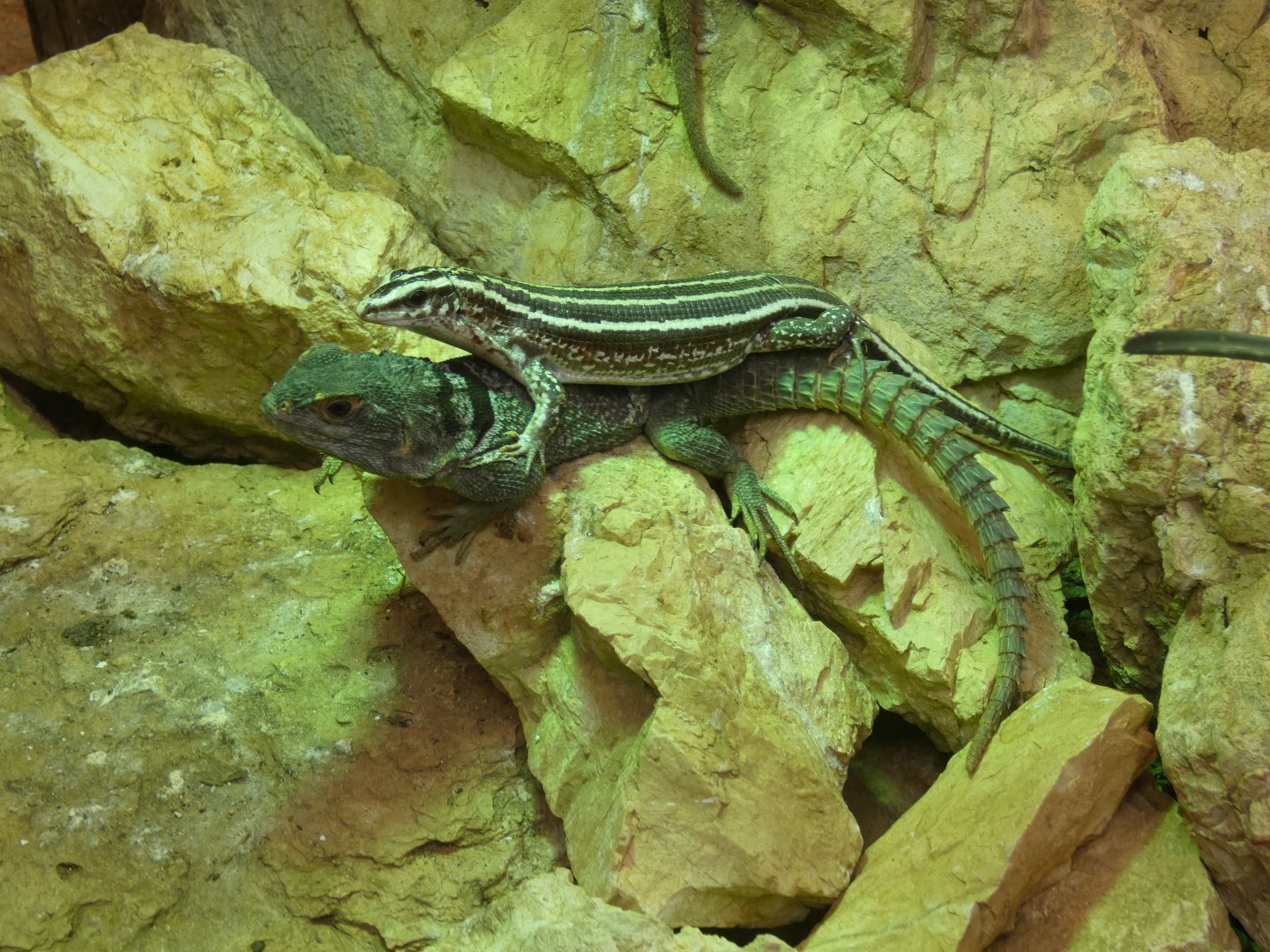 Cuvier's Madagascar swift and Four-lined girdled lizard